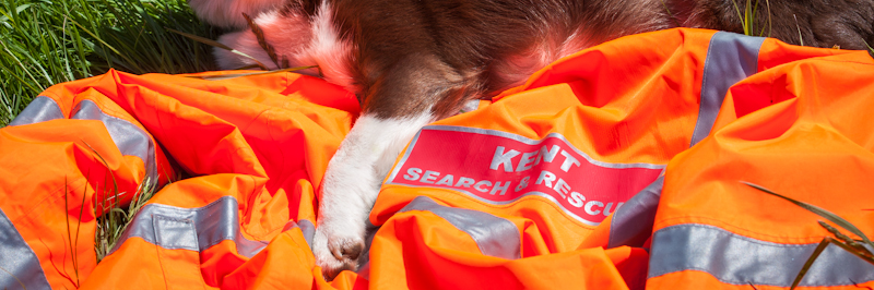 SearchDogRed's profile banner image