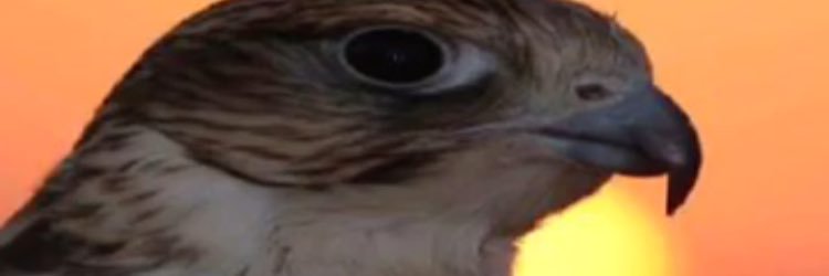 ksa_mansy's profile banner image