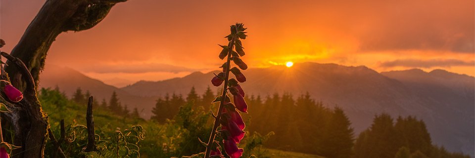 AcAsPhotography's profile banner image