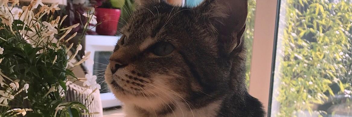 NPPootle's profile banner image