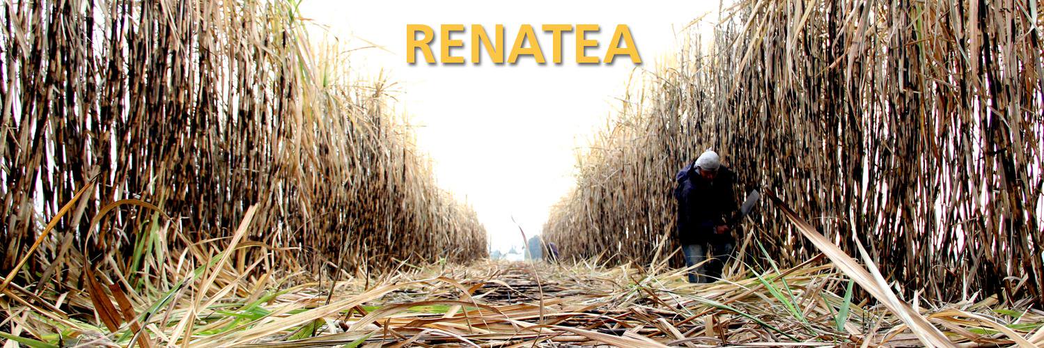renateainforma's profile banner image