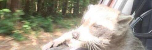 WillCatlingShit's profile banner image