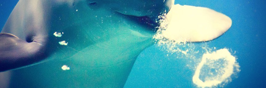 Rebeka mongee  banner