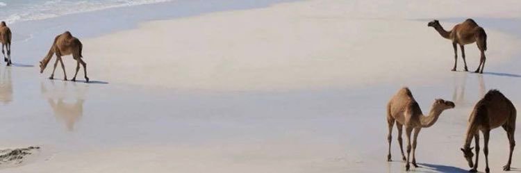 Janamz_'s profile banner image