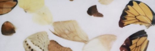 𝓈𝒶𝓈𝓀𝒾𝒶 banner