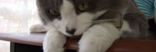 green_squall's profile banner image