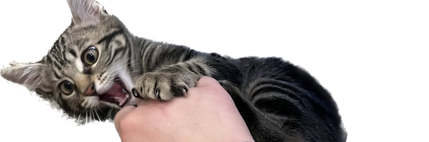 McInnisNicholas's profile banner image