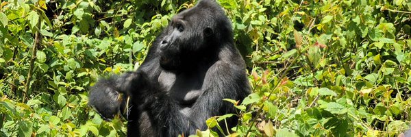 idjwi Profile Banner