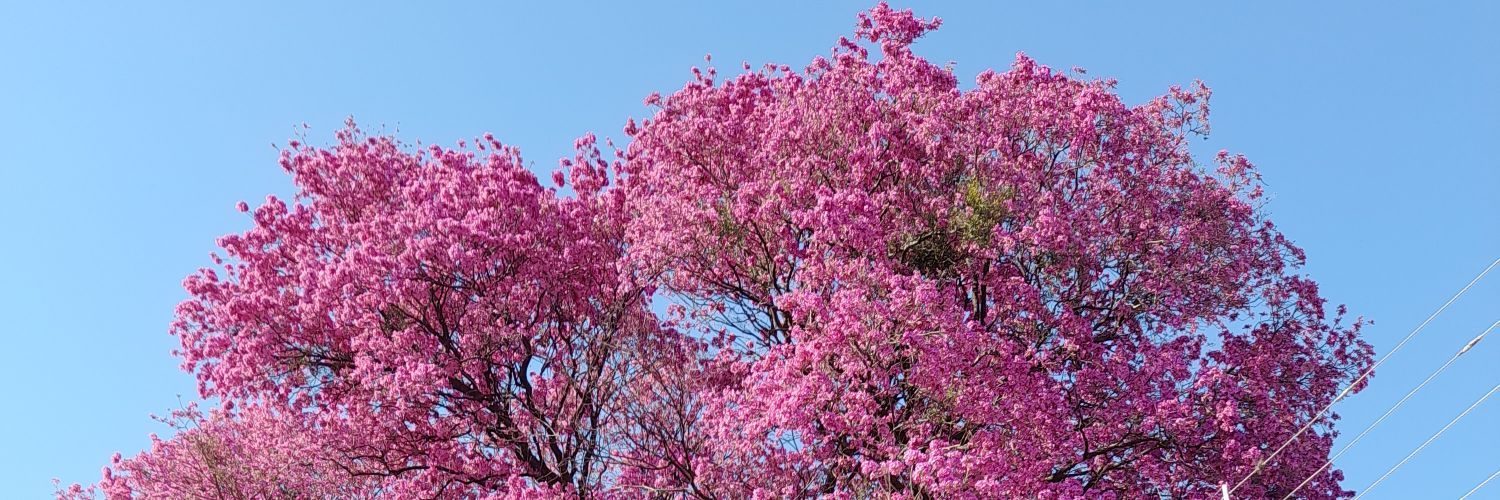 fernandocanopy's profile banner image