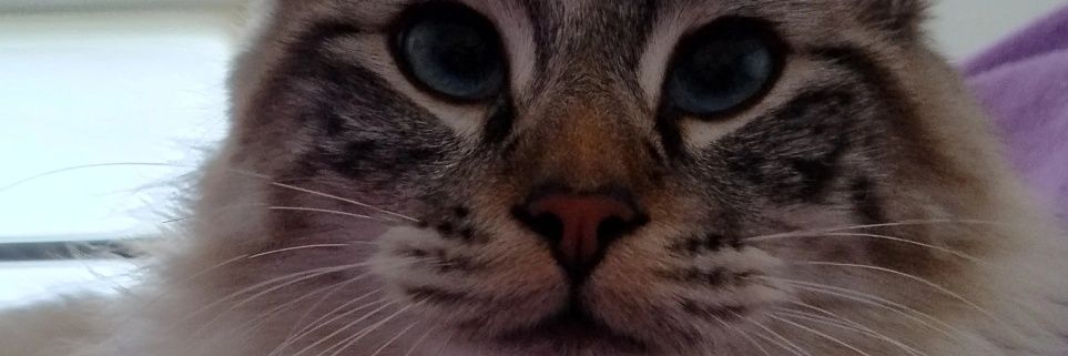 TaamaTe's profile banner image