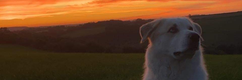 brealy_'s profile banner image