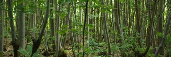 CoppiceJT Profile Banner