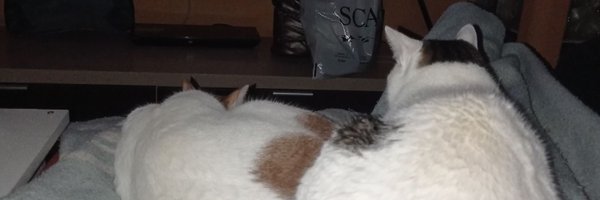 criptando Profile Banner