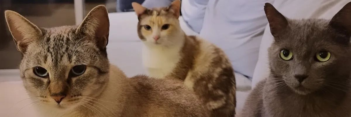 LippeRabello's profile banner image