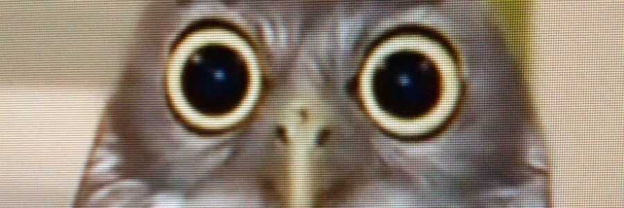Porgehead's profile banner image
