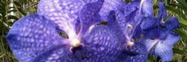 PhoebeNatasha Profile Banner