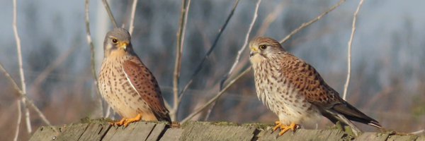 LondonBirdClub Profile Banner