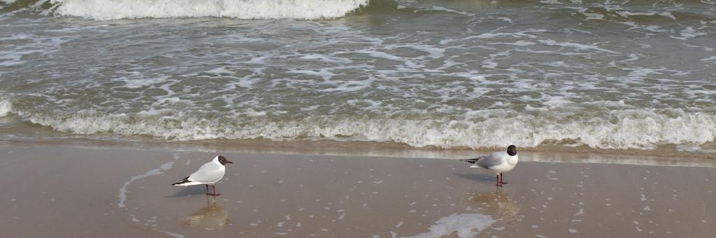 Andy Westermann banner