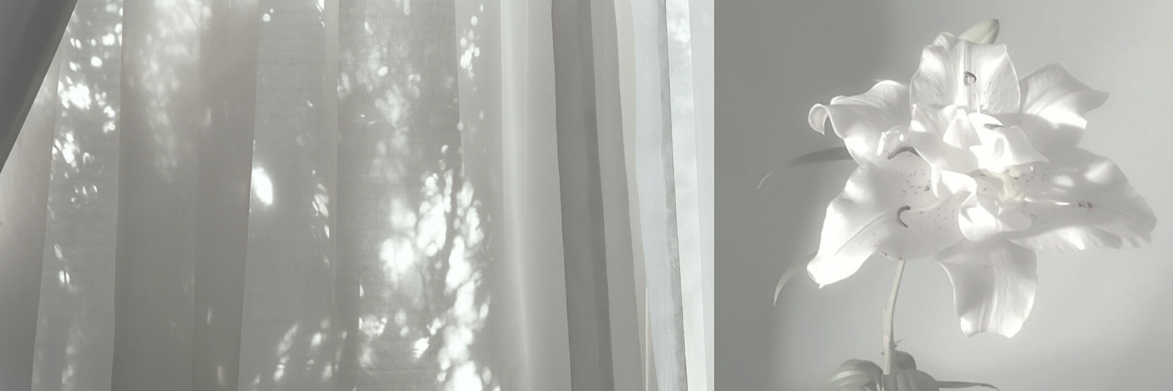 ' banner