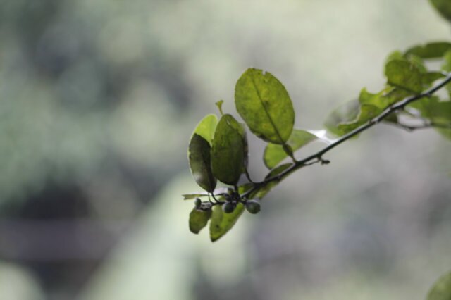 iMasepen's profile banner image