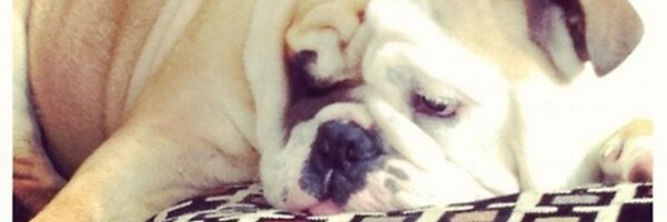 ChefPuppy Profile Banner