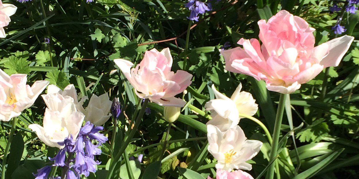 flowerskt's profile banner image
