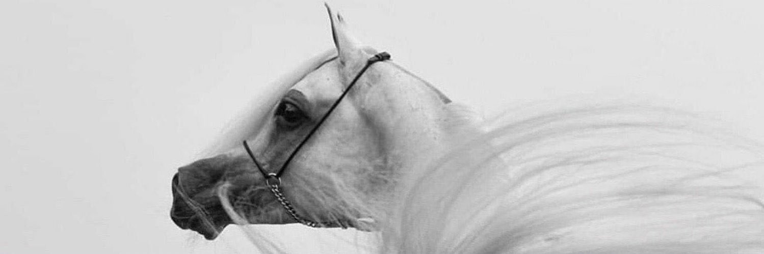 Alrashidi89's profile banner image