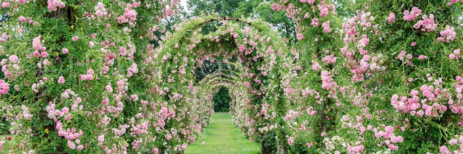 HedgerowRose's profile banner image