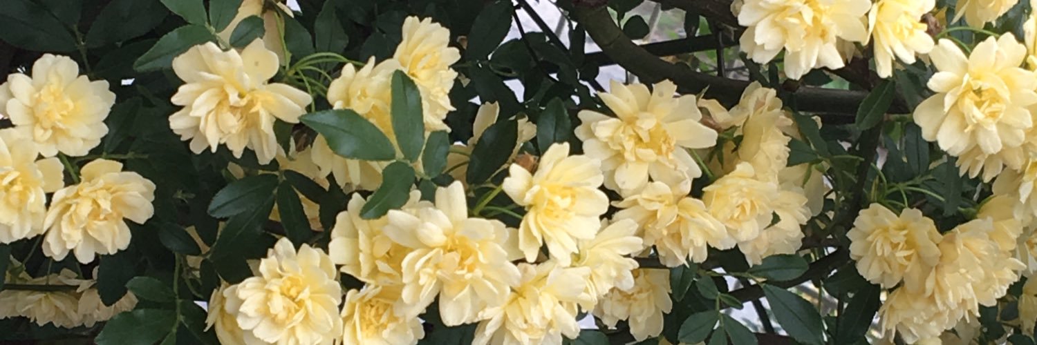 れむ@ banner