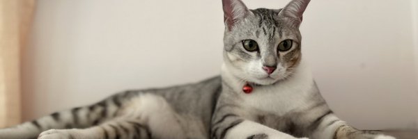 petsuya Profile Banner