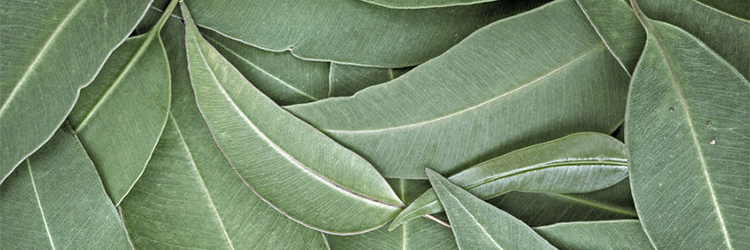 MusicMeGreen's profile banner image