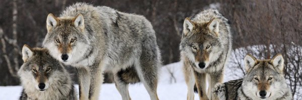 FranManzano__ Profile Banner