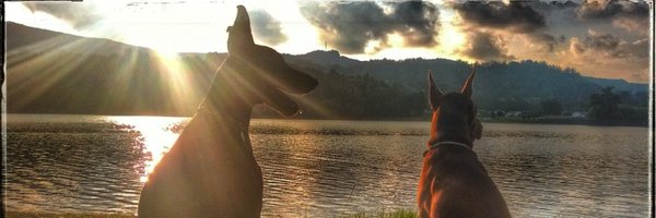 mjmaia Profile Banner