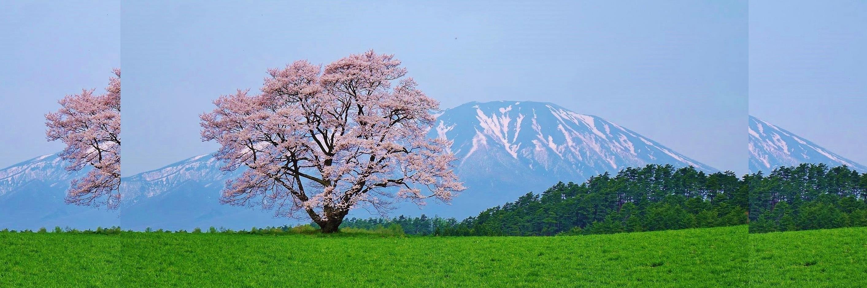 のぶりん★彡 banner