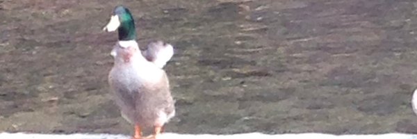 GrowingBack Profile Banner