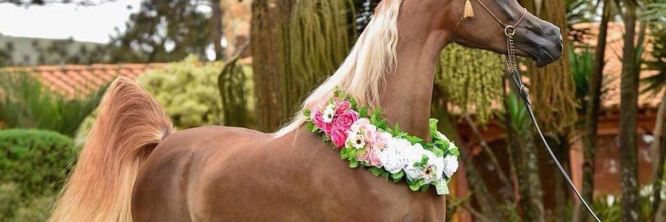 hamadaaEG's profile banner image