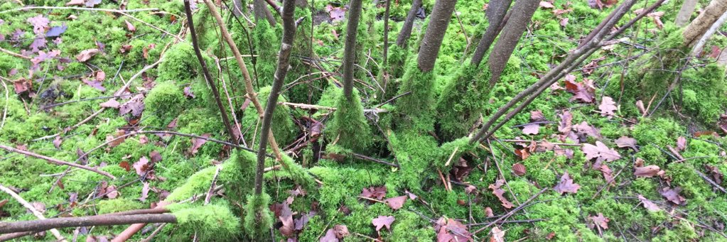 Stuart Maddock banner