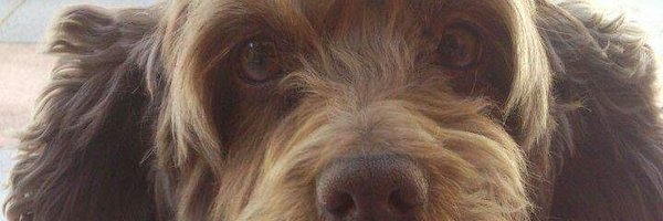 RoxTrongo Profile Banner