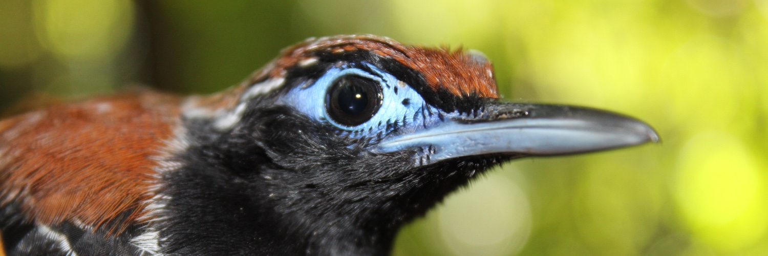 Letícia Soares, PhD banner