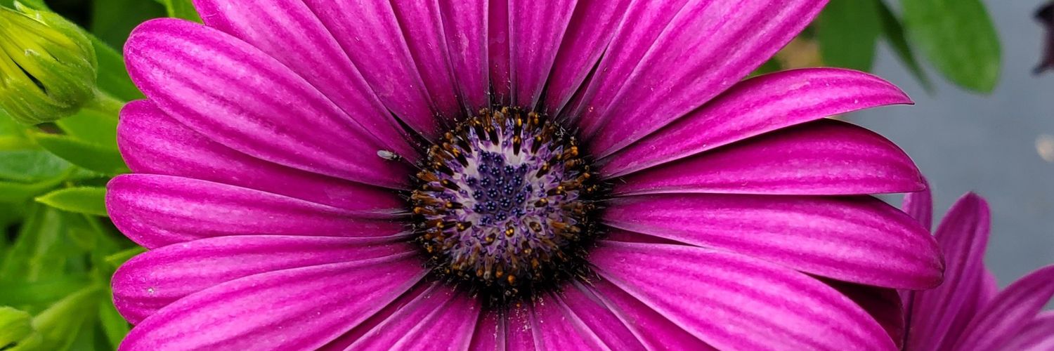 Diggibella's profile banner image