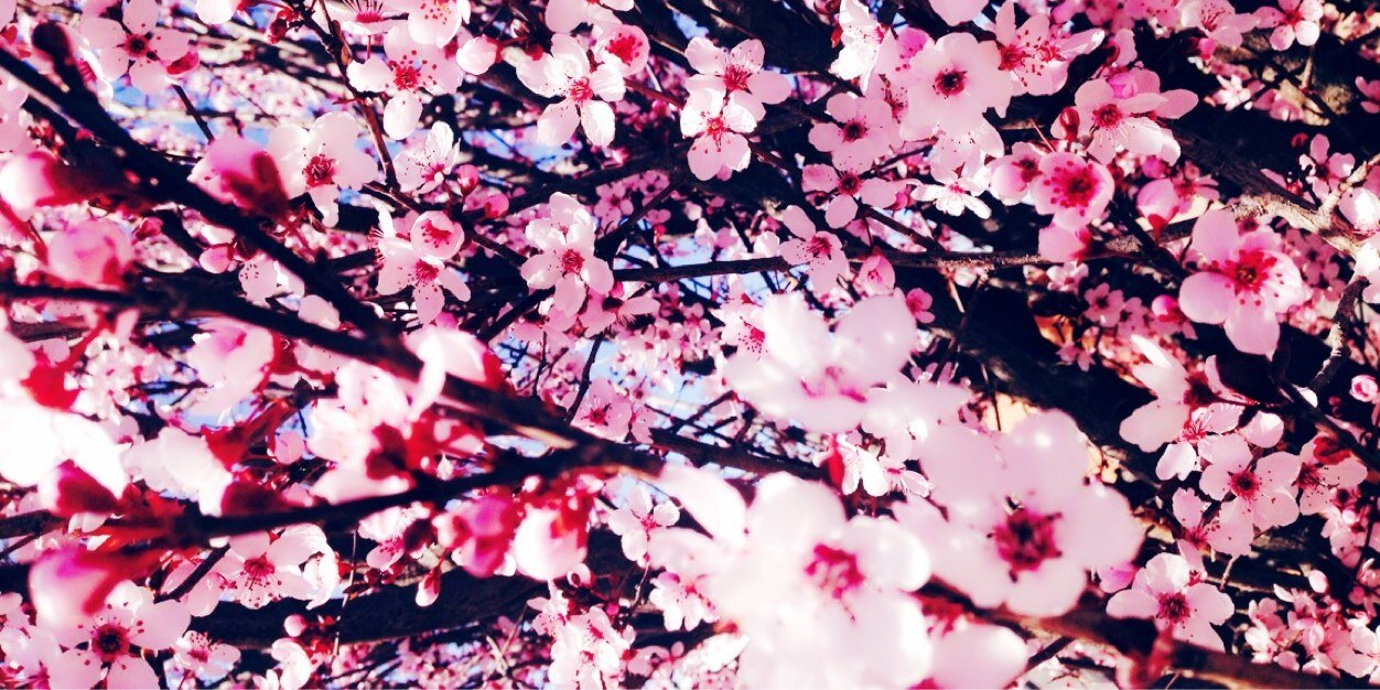 CinndeeBlushes_'s profile banner image