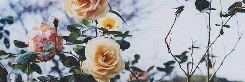 GiuliaAlbani's profile banner image