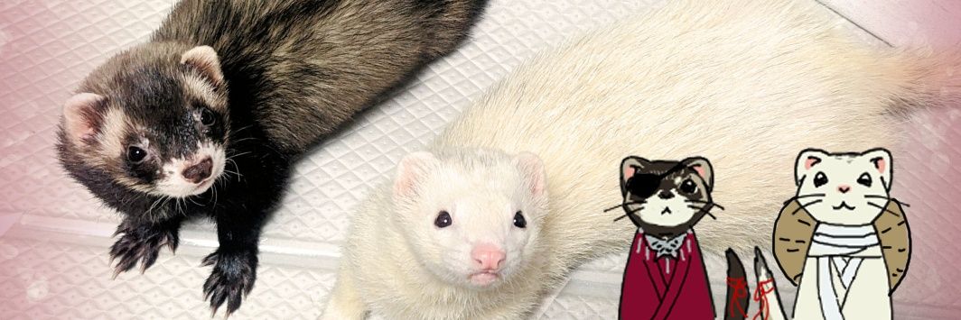 miohamus's profile banner image