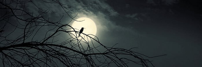 foqaah's profile banner image