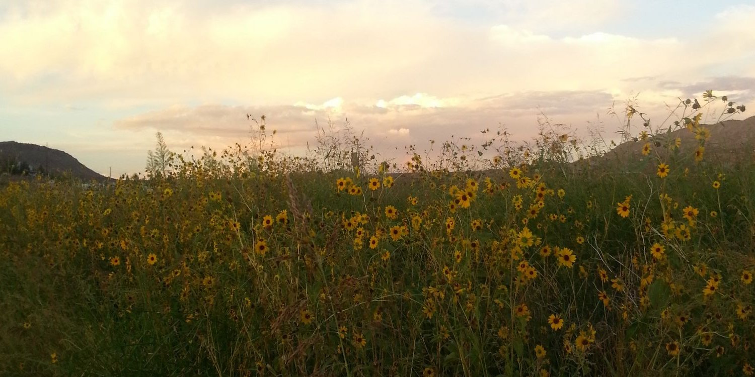 SarahCball's profile banner image