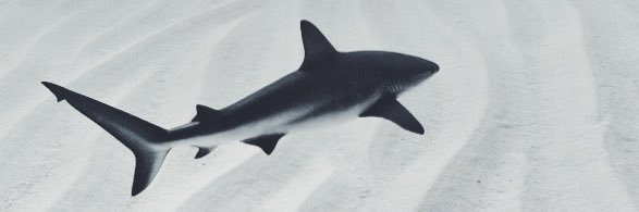 TheMaryeus's profile banner image