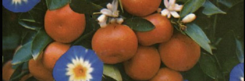 ashleyrjackson_'s profile banner image