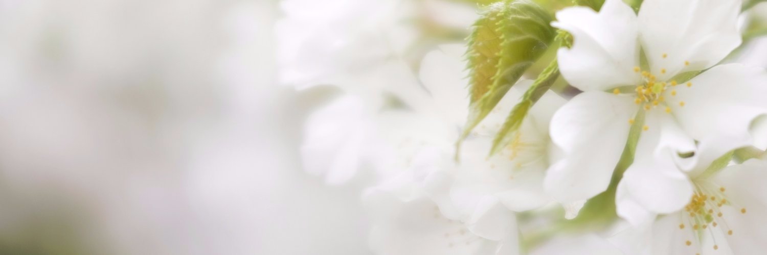 koshiko's profile banner image