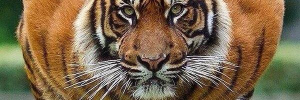 Sarge_64's profile banner image