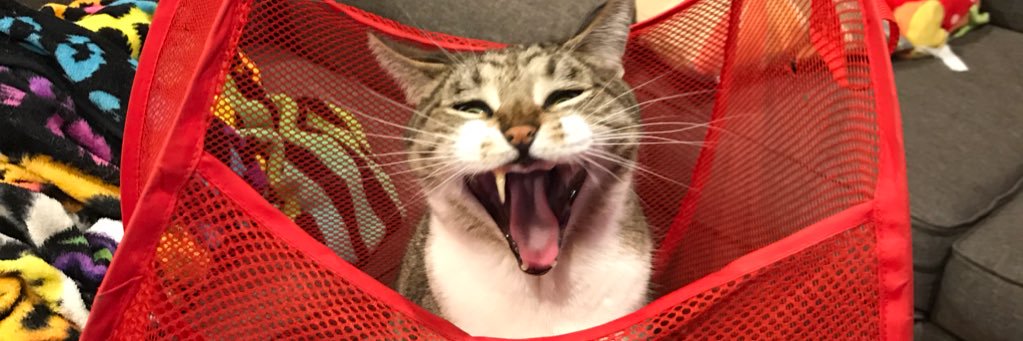 🌈Caroline Foley🐈 banner